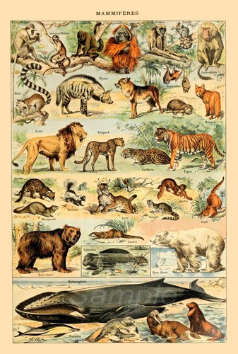 Vintage animals chart - vintage,