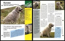 Kuvasz - Routine - Dogs Of The World Atlas Fact File Card