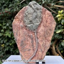 RARE Scyphocrinites elegans Crinoid Head Fossil Devonian Morocco A-Grade Erfoud