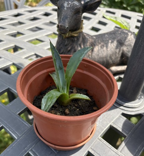 Agave americana plant for - plant, sale