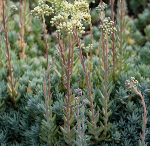 Sedum sediforme 9cm pot lot - sedum,