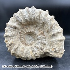 Large Fossilised Mantelliceras