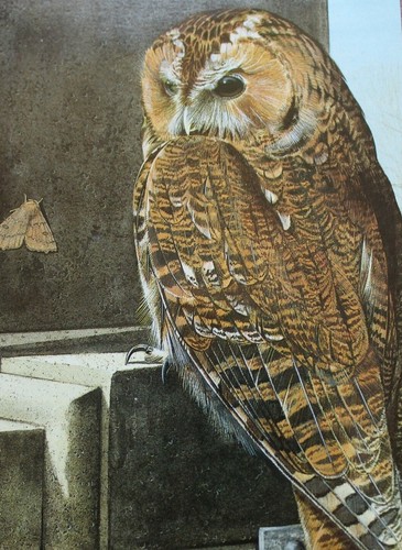 Various bird birds postcards - bird,