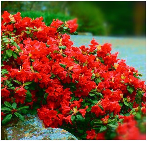 Dwarf rhododendron - dwarf,