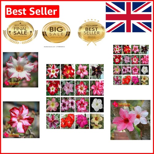 Adenium obesum seeds mixed - adenium,