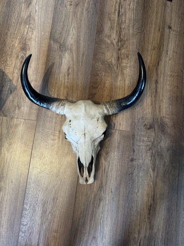 Ram bull cow goat - bull, desert