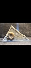 Jurassic Coast Ammonite