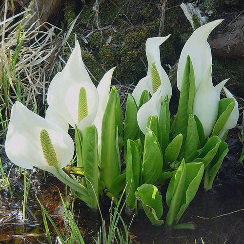 White skunk cabbage lysichitum - white,