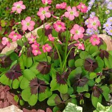 20 Oxalis Deppei Iron Cross