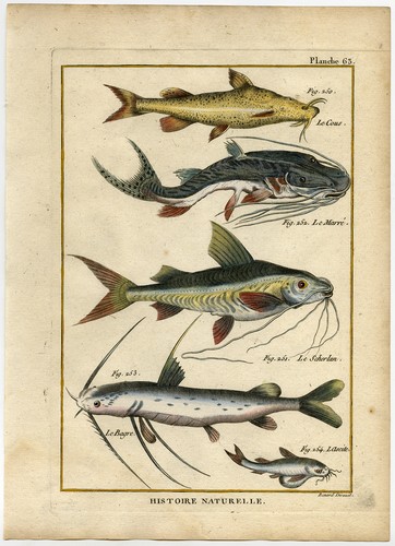 Antique fish print tiger - antique,