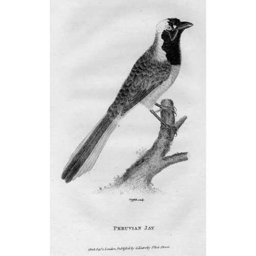 Birds peruvian jay - jay, antique