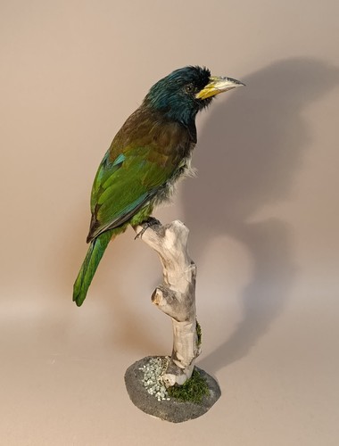 Taxidermy cabinet de - taxidermy,,