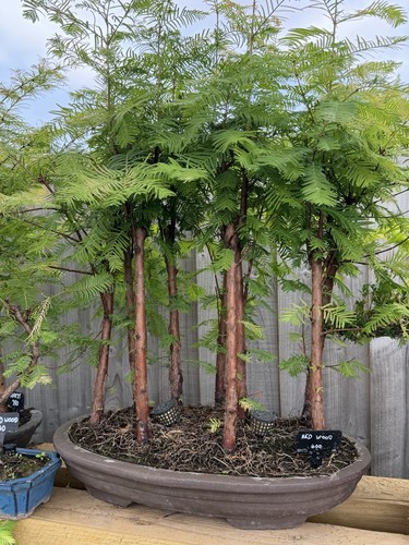 Large redwood bonsai forest - bonsai,