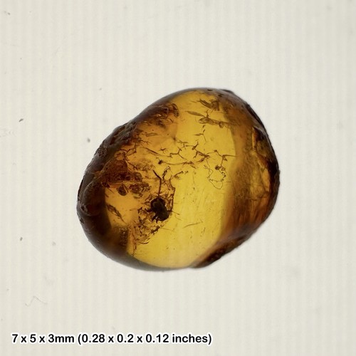 Baltic amber with fossil - baltic,