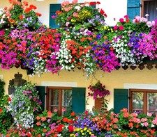 2 x Packets Bees Flower Seeds Petunia Flower Seeds Trailing Balcony Huge Mix