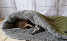 Olive Jumbo Cord Fleece Dog