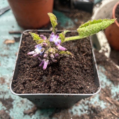 Trachystemon orientalis - ,