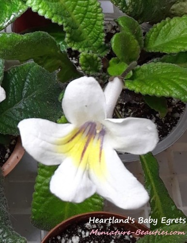 Mini streptocarpus heartland - streptocarpus, heartland's