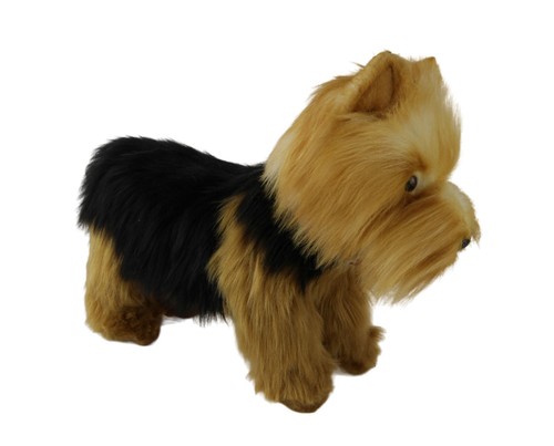 Hansa yorkshire terrier puppy - hansa,