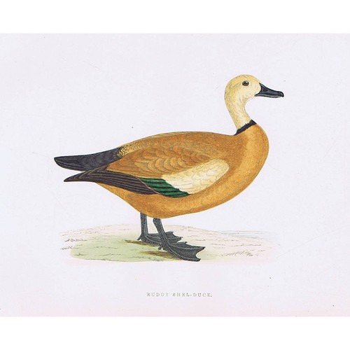Birds ruddy shelduck hand - birds,