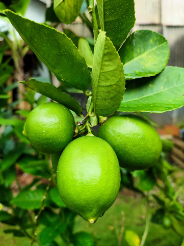 Key lime citrus - key,
