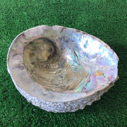 Large abalone shell with - large,