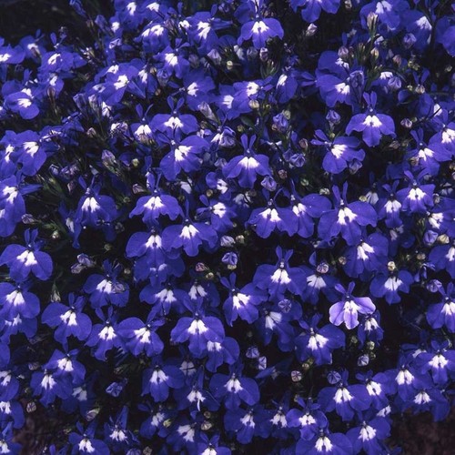 Bush lobelia mrs - 40, clibran