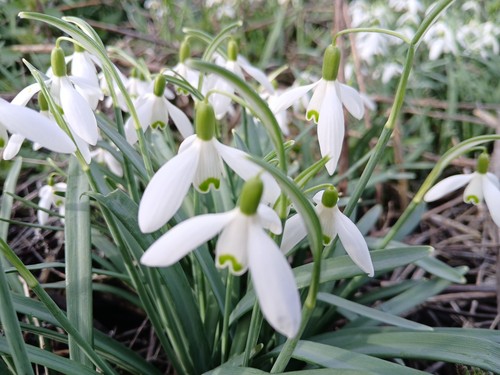 100 single snowdrops - single,