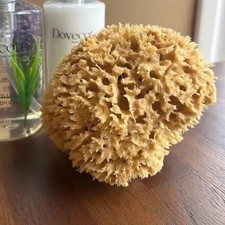 Huge 18-20cm Mediterranean