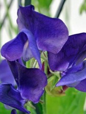 80 seeds SWEET PEA MAMMOTH