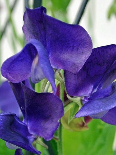 Seeds sweet pea mammoth - sweet,