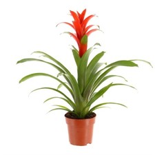 Guzmania bromeliad house - bromeliad,