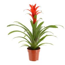 Guzmania Bromeliad House Plant Office Terrariums Airplant Easy Care Beginner