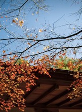 Film Tested [Top MINT]