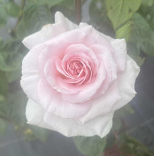OUR SARAH  - Fragrant Hybird