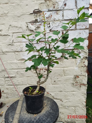 Hawthorn bonsai tree - hawthorn,