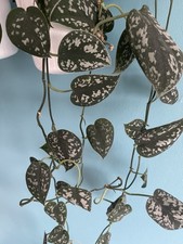 3x satin pothos unrooted cuttings