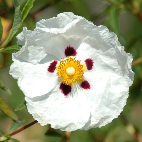 Cistus decumbens rock - decumbens,
