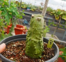 Rare Plant Cacti Adenia