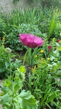 Papaver Somniferum  Purple&