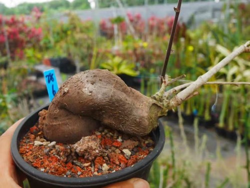 Cyphostemma elephantopus desc - cyphostemma,