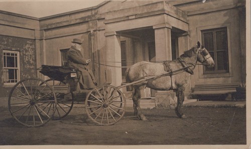 Elderly man horse and - horse, gig