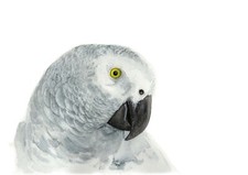 African Grey Original Watercolour, Limited Edition  Bird Wildlife Print