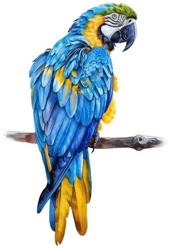 Colour blue gold - colour, parrot