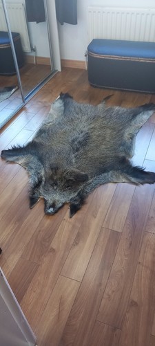 Wild boar hide - wild,