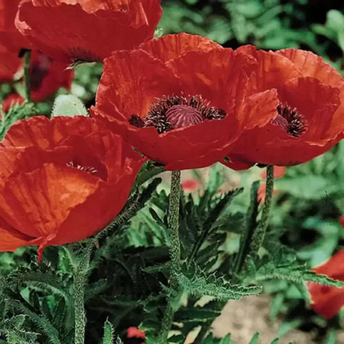 Papaver orientale beauty - papaver, of