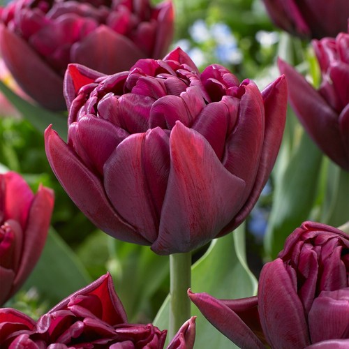 Tulip alison bradley double - tulip,