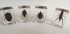 4 X Real BEETLE Bug Insect Preserved in Resin Desk Paperweight Animal Taxidermy