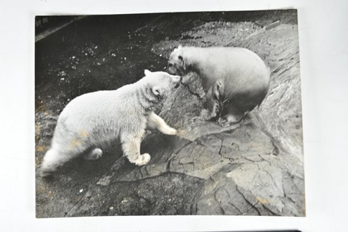 Polar bears rocky - polar, enclosure