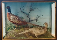 Taxidermy common pheasants - common,